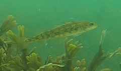 Microgadus tomcod