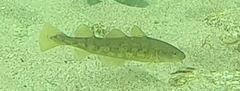 Microgadus tomcod