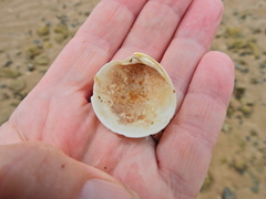 Dosinia exoleta