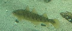 Microgadus tomcod
