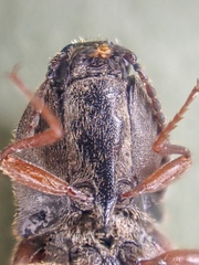 Prosternon bombycinum