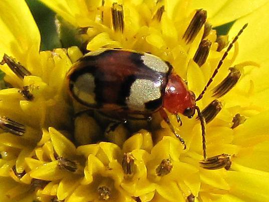 Two-Eye Leafbeetle
