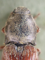 Prosternon bombycinum