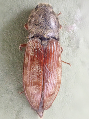 Prosternon bombycinum