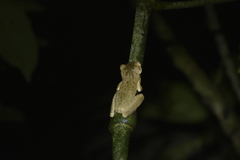 Osteocephalus planiceps