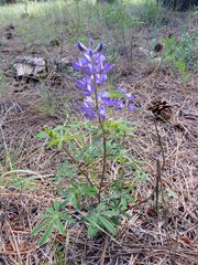 Lupinus hillii