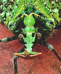 Phrictus ocellatus