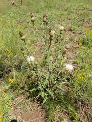 Cirsium wheeleri