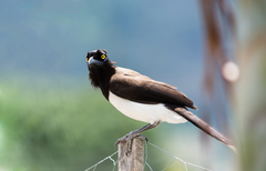 Cyanocorax cyanopogon