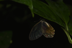 Haetera