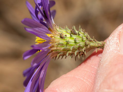 Dieteria asteroides asteroides
