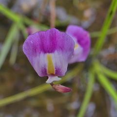 Utricularia livida