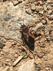 Lygaeus kalmii angustomarginatus