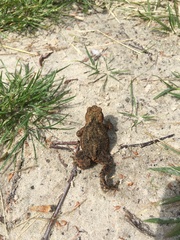 Bufo bufo