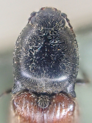 Pseudanostirus