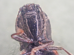 Pseudanostirus