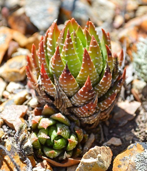Haworthia rosette detail