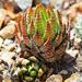 Sixsided Haworthias - Photo (c) Adriaan Grobler, some rights reserved (CC BY-NC), uploaded by Adriaan Grobler