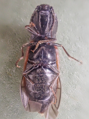 Pseudanostirus