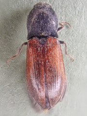 Pseudanostirus