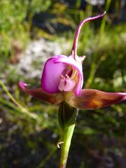 Disperis capensis capensis