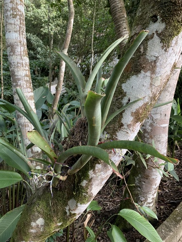 Billbergia bradeana