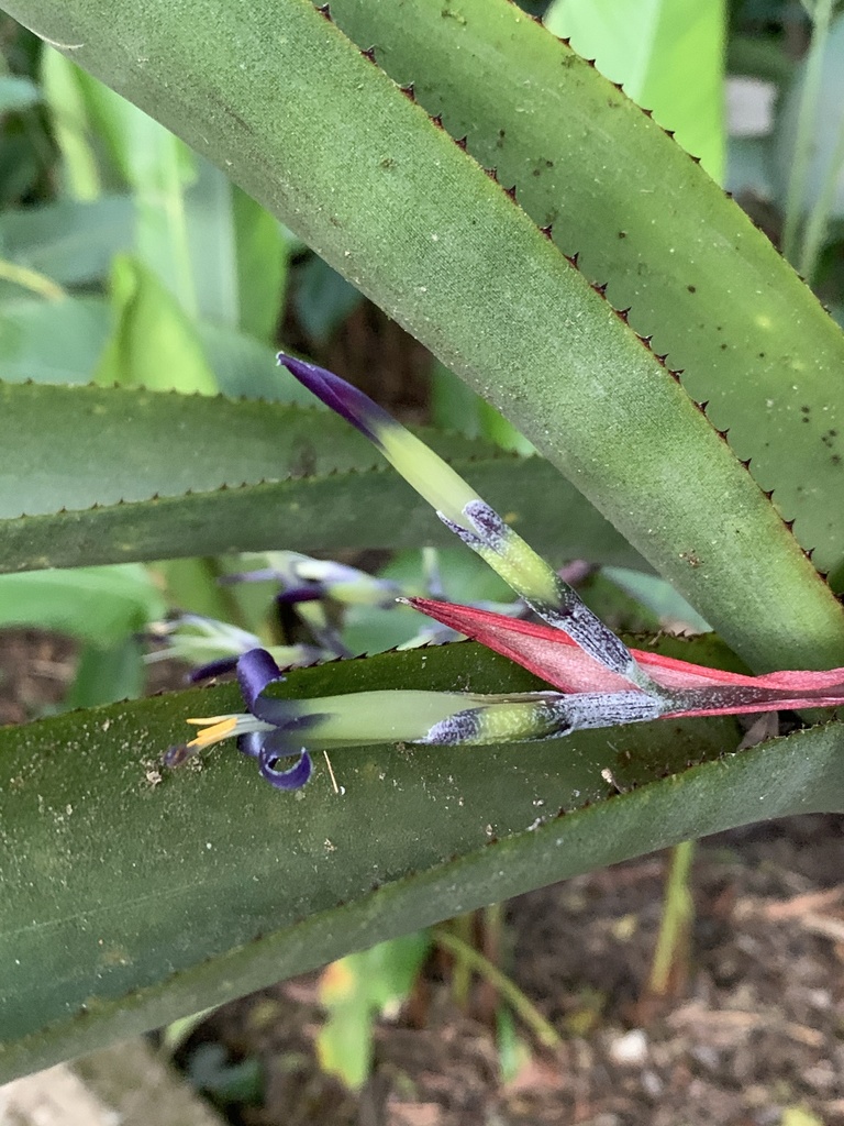 Billbergia bradeana