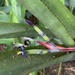 Billbergia bradeana - Photo (c) Ricardo da Silva Ribeiro, some rights reserved (CC BY-NC), uploaded by Ricardo da Silva Ribeiro