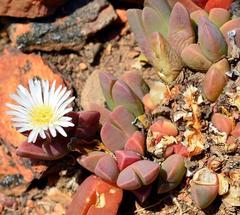Corpuscularia lehmannii