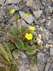 Ranunculus insignis
