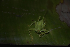 Panacanthus cuspidatus