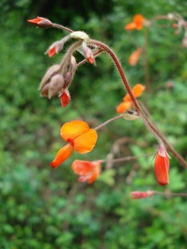 Orange Tick-trefoil