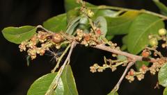 Phyllanthus reticulatus reticulatus