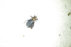 Rhiginia cinctiventris