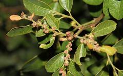 Phyllanthus reticulatus reticulatus