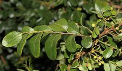 Phyllanthus reticulatus reticulatus