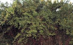 Phyllanthus reticulatus reticulatus