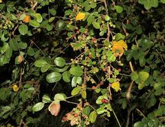 Phyllanthus reticulatus reticulatus