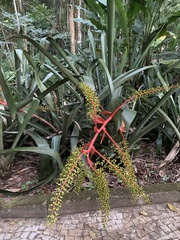 Aechmea ramosa