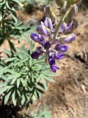Lupinus hyacinthinus