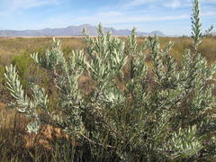 Leucospermum rodolentum