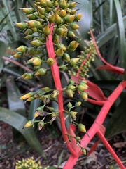 Aechmea ramosa