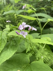 Lunaria rediviva