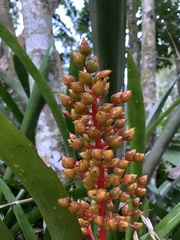 Aechmea ramosa