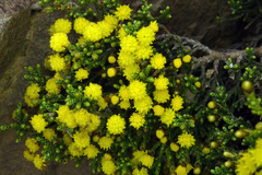 Helichrysum parvifolium