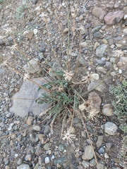 Leontodon biscutellifolius