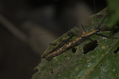 Pseudophasma bispinosum