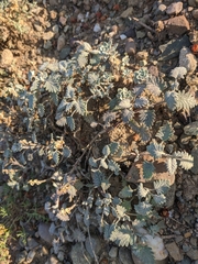 Scutellaria orientalis orientalis