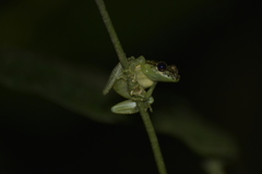 Scinax cruentomma