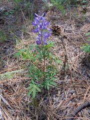 Lupinus hillii